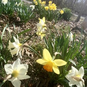 daffodils2.jpg