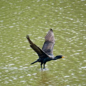 Taking Flight.jpeg