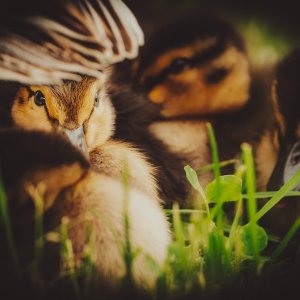 _DSC5267LL.jpeg