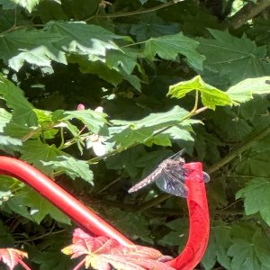 IMG_1561.jpeg