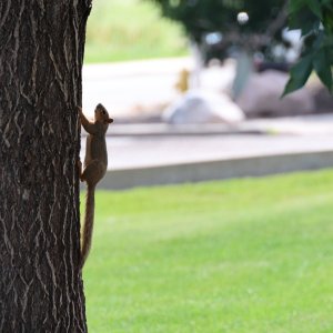 squirrel.jpg