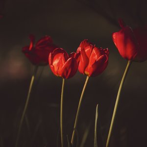 _DSC6062.jpeg