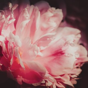 _DSC2886.jpeg