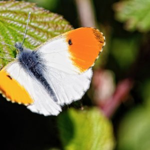 OrangeTip.jpeg