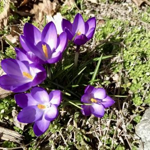 crocus2.jpg