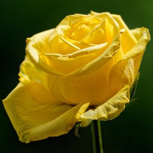 Yellow Rose of Summer.jpeg