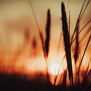 _DSC6770.jpeg