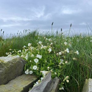 Primrose at Cliffs of Moher.jpg