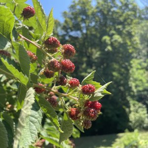 IMG_1548.jpeg