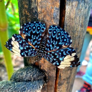 BUTTERFLY GARDENS AT MIDDLETON COMMON FARM - 07.04.23_14.jpg