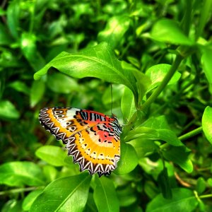 BUTTERFLY GARDENS AT MIDDLETON COMMON FARM - 07.04.23_32.jpg