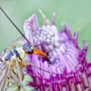 ScorpionFlyCumbriav2.jpeg