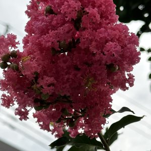 IMG_4968.jpeg