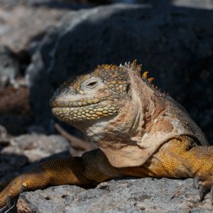 Galapagos_IMG_6651.jpg