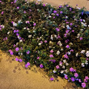 IMG_1032.jpeg