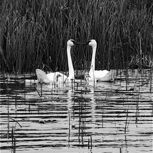 P7140351b&w.jpg