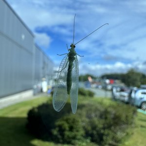 IMG_7700.jpeg
