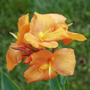 orangecanna2k.jpg