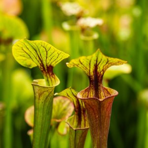 Botanical Gardens - 2500px-13.jpg