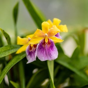 Botanical Gardens - 2500px-11.jpg
