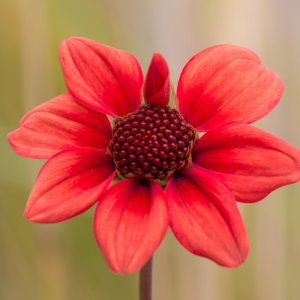 Flower_IMG_0891.jpg