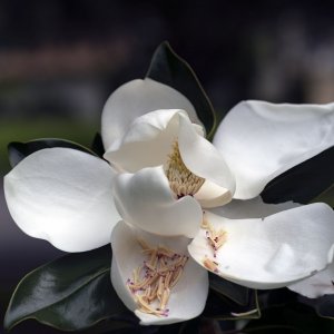 Magnolia-2000px.jpg