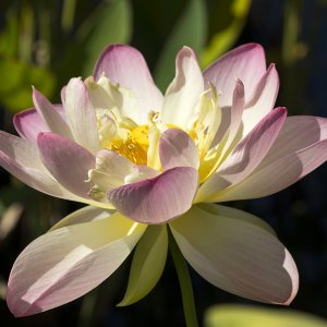 lotus21280.jpg
