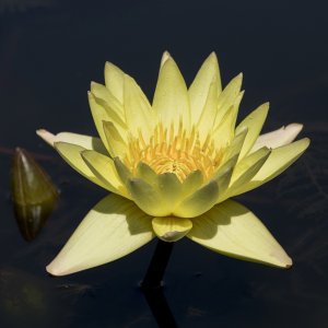 yellowlily2flexcrop1280.jpg