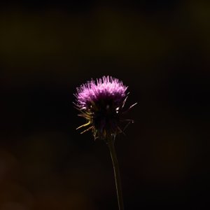 L1003320.jpg