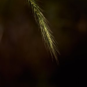 L1003317.jpg