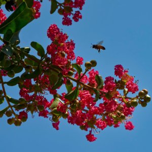 Buzzing Around.jpeg