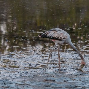 Galapagos_IMG_5858.jpg