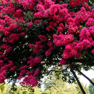 Magnificent Crepe Myrtle.jpeg