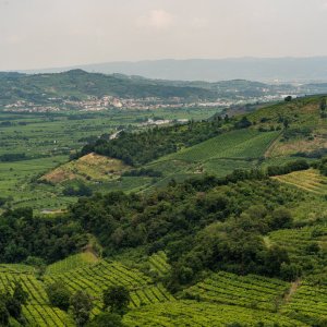 Ronca 2500px-26.jpg