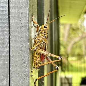 IMG_0386.jpeg
