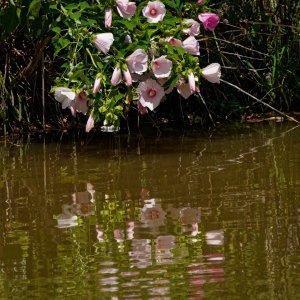 Water's Edge Reflections.jpeg