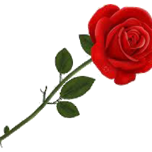 Rose1.png