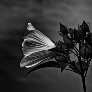 Light in the Shadows.jpeg