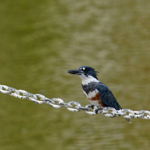 Reginald on the Chain.jpeg