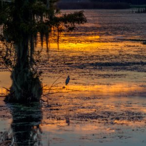 Wetlands Sunrise - 2500px-10.jpg