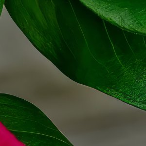 Green With a Touch of Red.jpeg