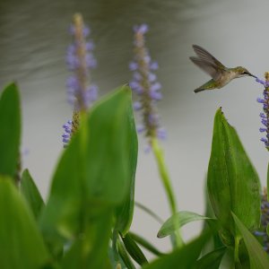 web-nankin-lake-ruby-throated-hummingbird-08-35-2023-4.jpg