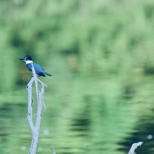 web-nankin-lake-belted-kingfisher-2023-6.jpg