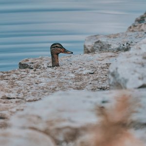 web-nankin-lake-17-43-2023-8.jpg