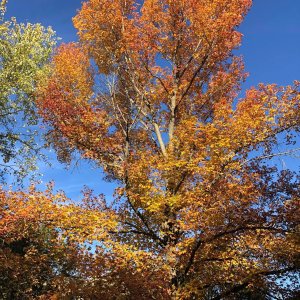 fallLeaves.jpg