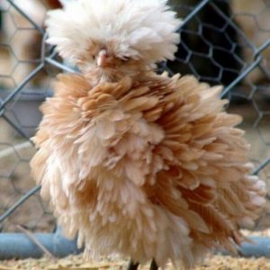 ruffled-feathers.jpg