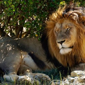 Lion.jpg