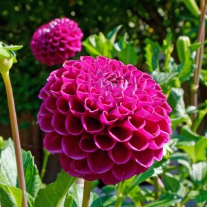 dahlia12k.jpg