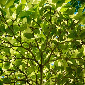 leaves8.jpg