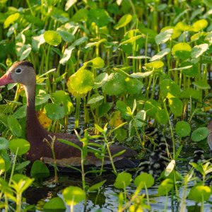 Wetlands Sept 23 - 2500px-6.jpg